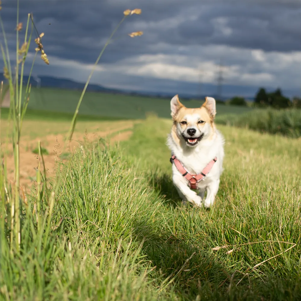 5 Säulen des Enrichment beim HUnd 5 Säulen des Enrichments beim Hund – Hund erlebt Umwelt neugierig und sicher