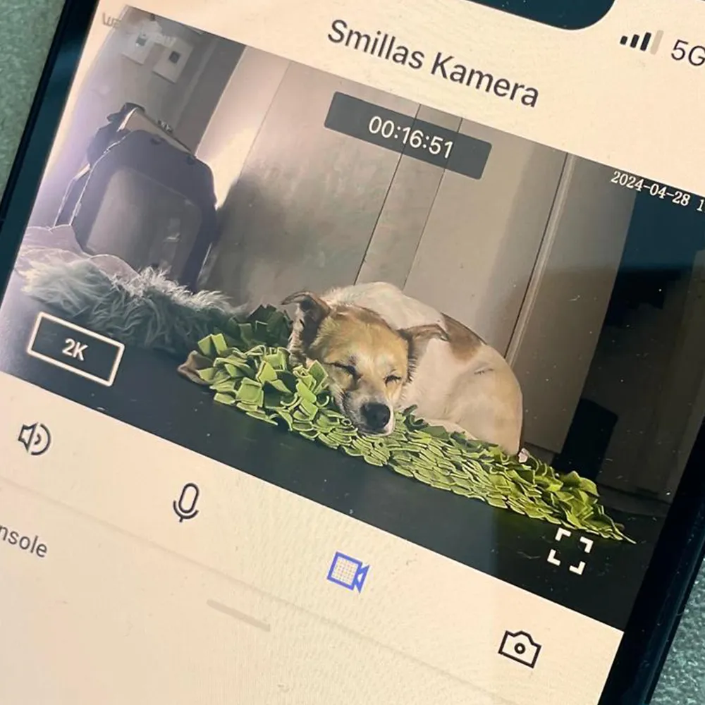 Smilla, der Hund von Hundetrainerin Regina Levenhagen, schläft in die Kamera bei being lovely