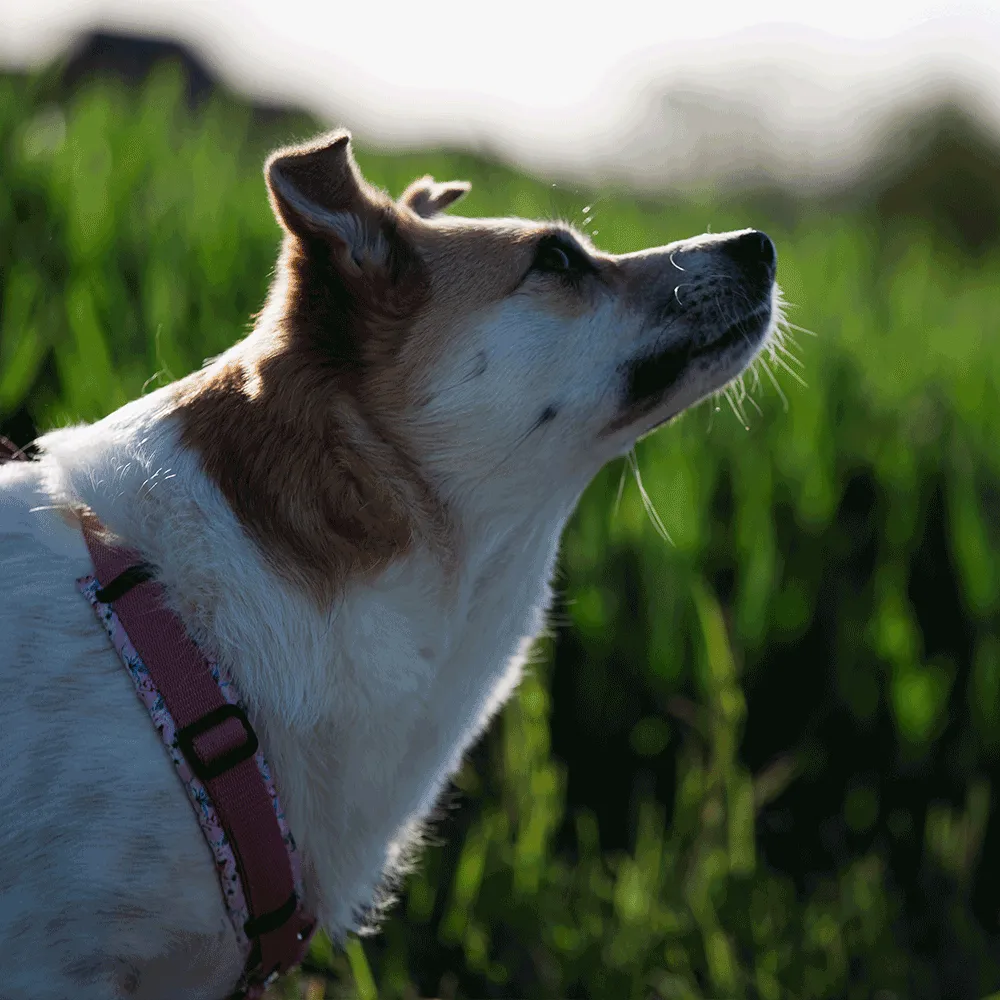 Smilla reagiert auf Markersignal beim positiven Hundetraining