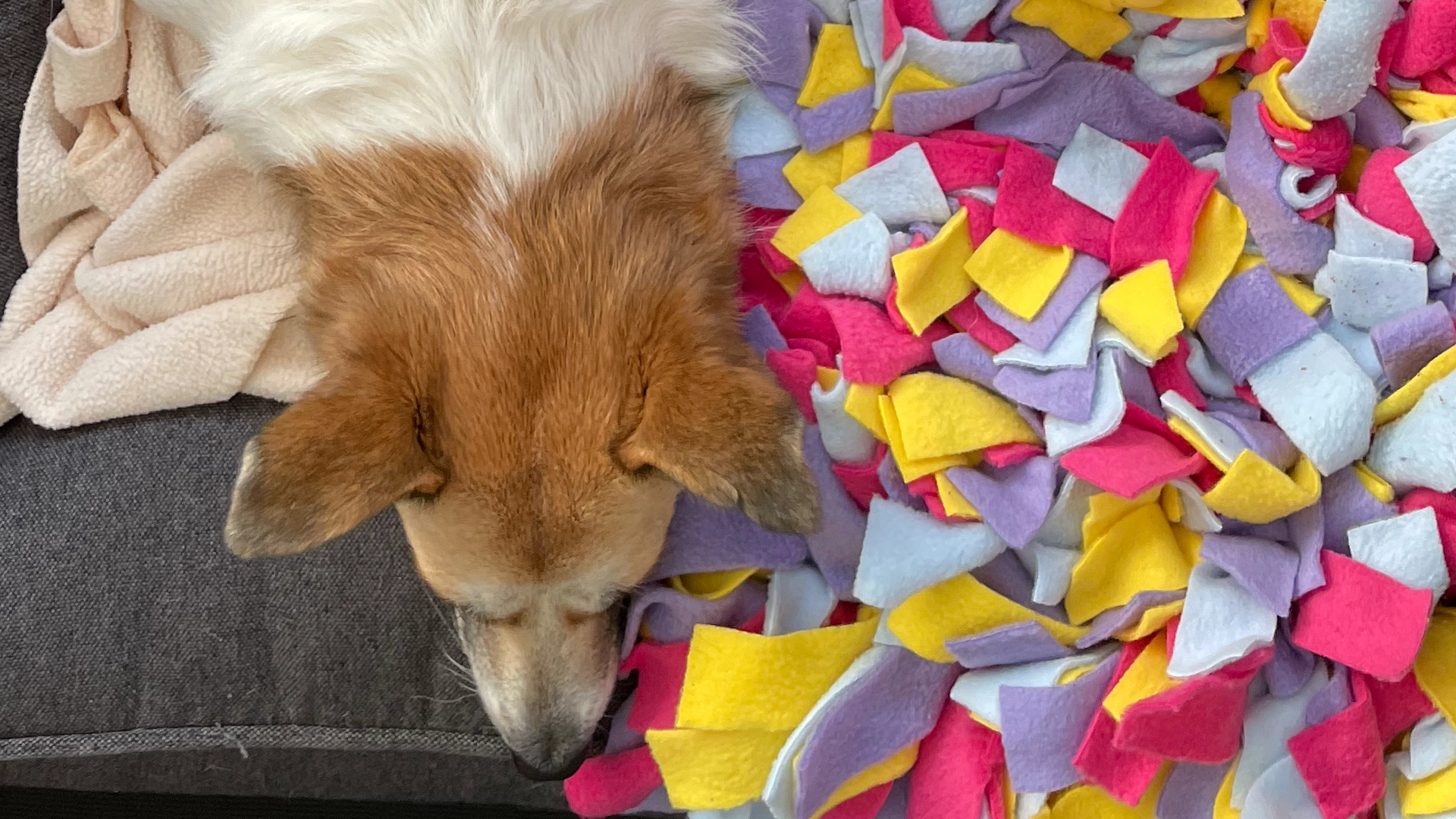 Hund kommt nicht zur Ruhe - Hund findet mit seinem Schnüffelteppich Ruhe
