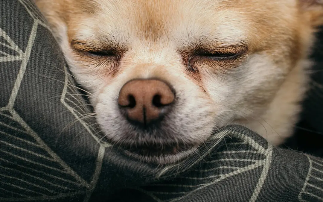 Wie lange dauert Training gegen Trennungsstress beim Hund?