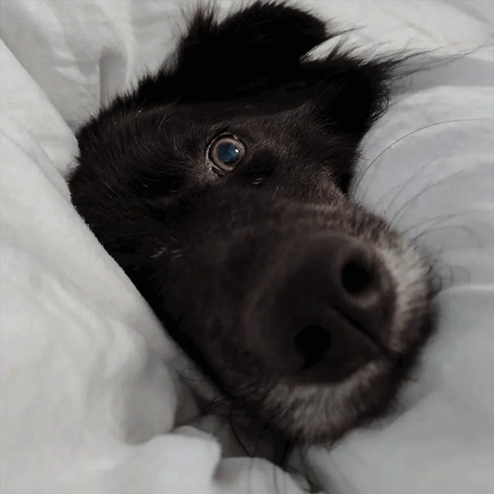 Schwarzer Hund liegt im Bett und schaut in die Kamera im Kontext von positivem Training für Tierschutzhunde
