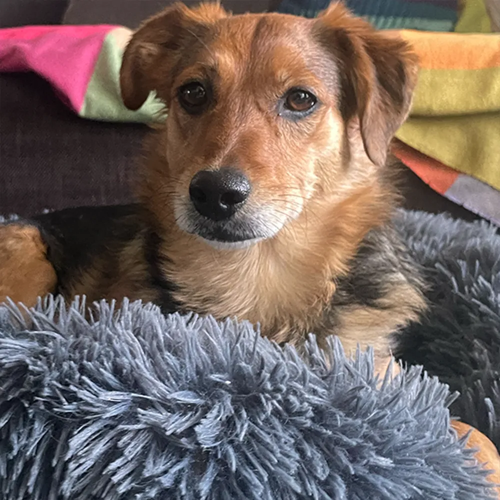 Hund liegt im Hundebett und schaut in die Kamera im Zusammenhang mit typischen Themen bei Tierschutzhunden