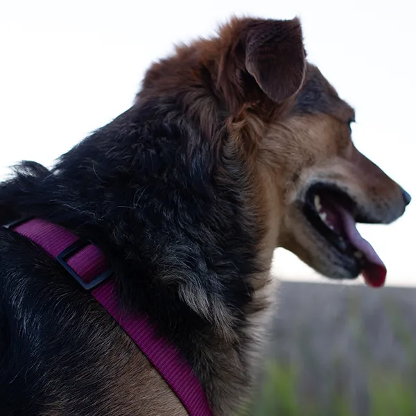 Meideverhalten beim Hund. Hund weicht Kontakt aus als Schutzreaktion