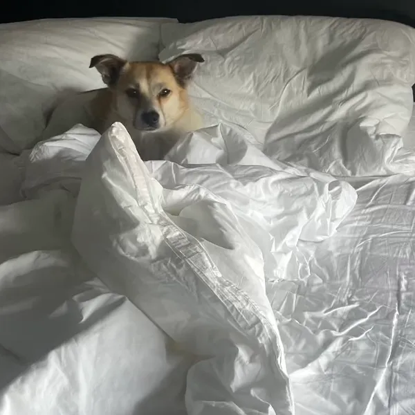  Smilla entspannt im Bett bei der Online Verhaltensberatung mit being lovely
