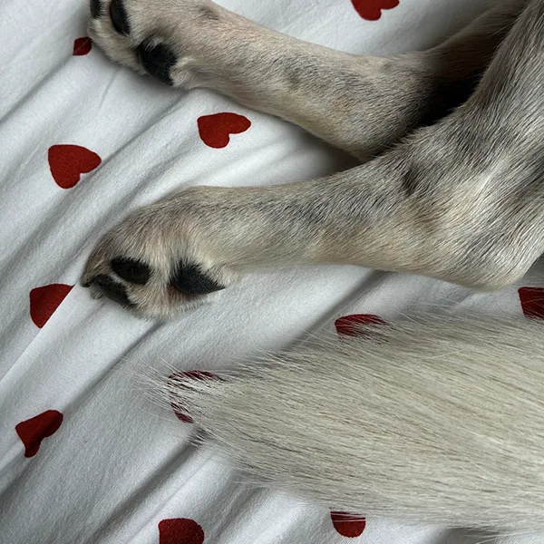 Safe Space beim Hund – Hund ruht ungestört an seinem sicheren Rückzugsort