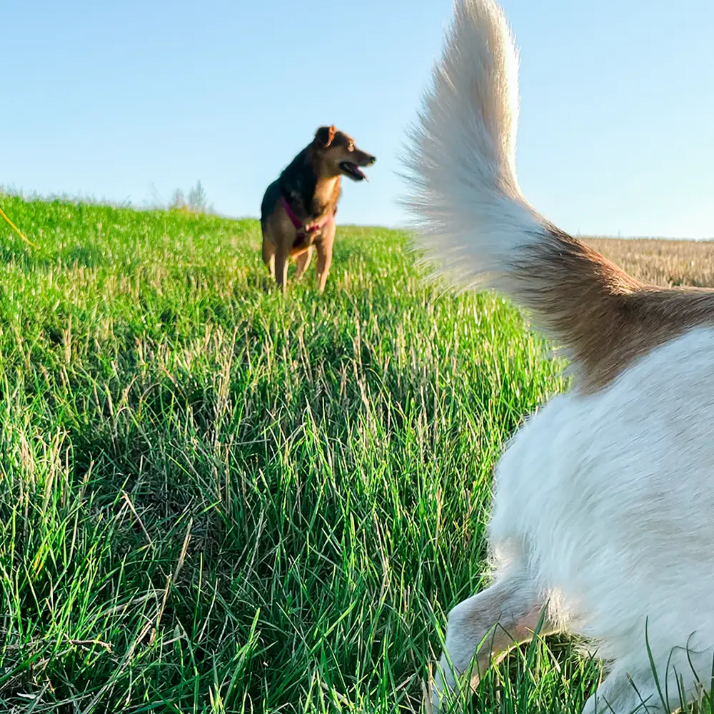 Zwei Hunde auf einem Feld. Social Walk mit Hundebegegnungen