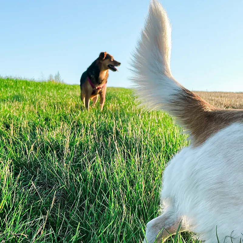 Nora und Smilla beim Social Walk auf einem Feld im Raum Stuttgart und Ludwigsburg