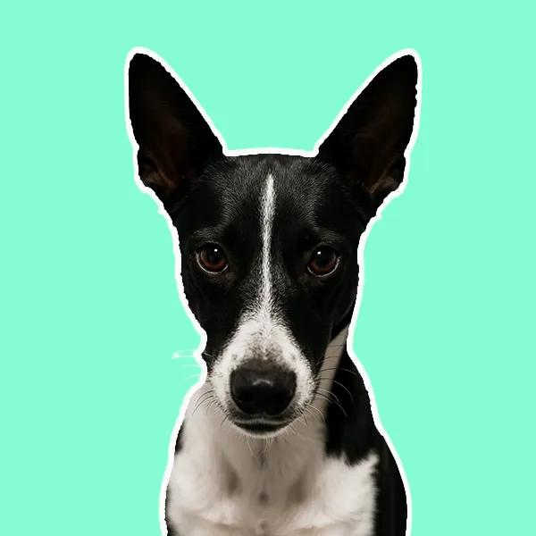 Schwarz weißer Tierschutzhund sitzt und schaut direkt in die Kamera im Kontext des Onboarding Pakets für Tierschutzhunde