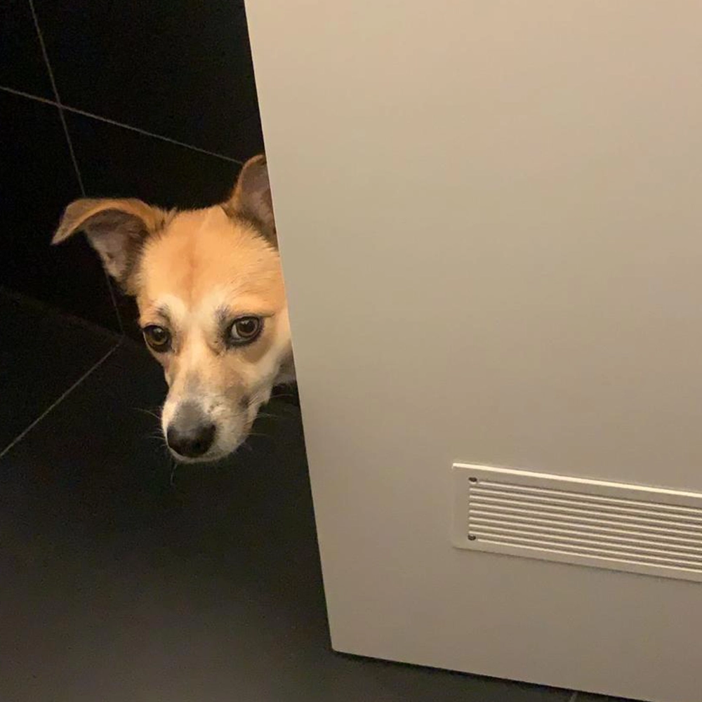 Online Hundetraining deutschlandweit für Tierschutzhunde in den ersten Wochen nach dem Einzug zur Unterstützung beim Ankommen