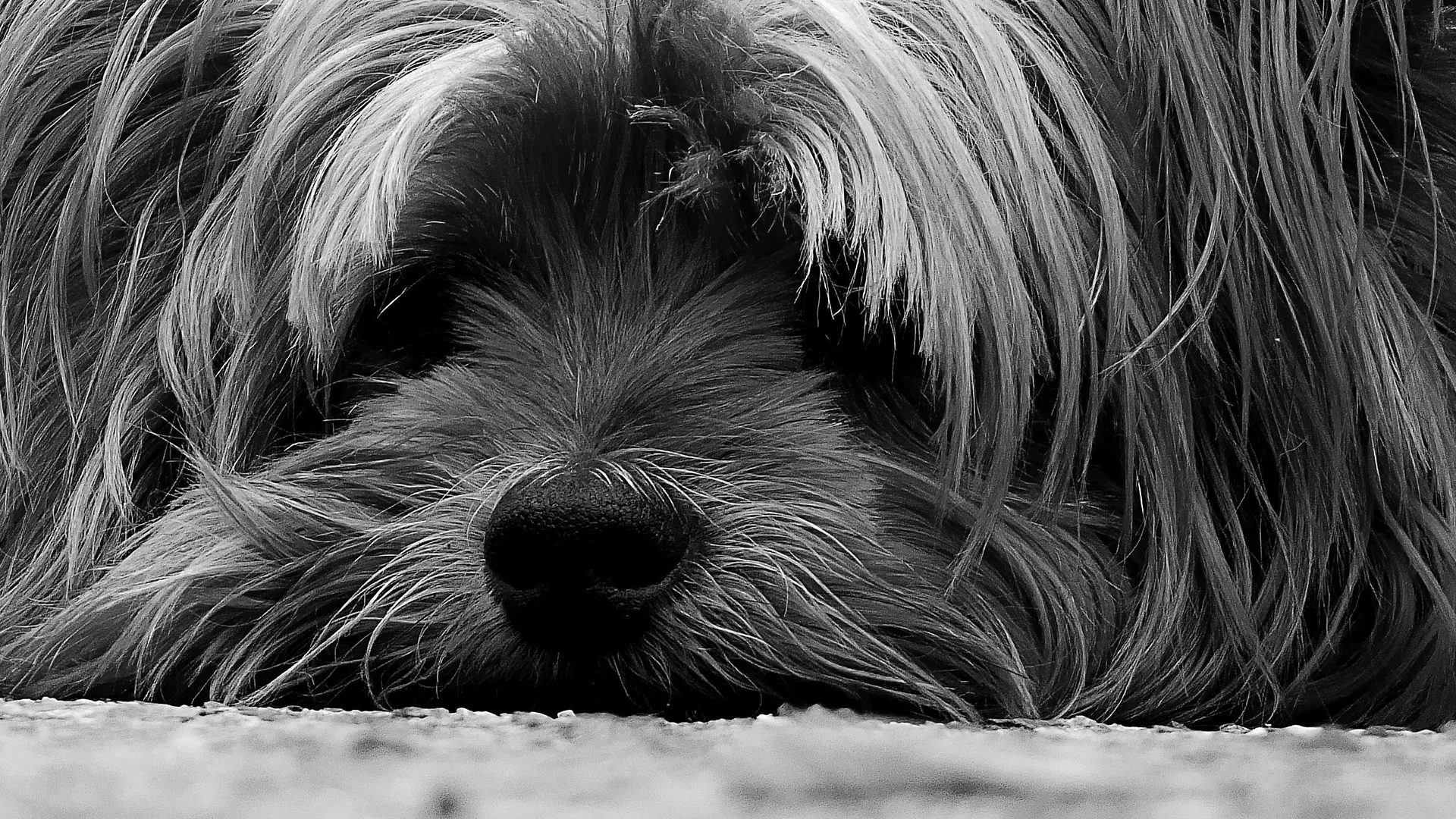 Yorkshire Terrier liegt mit dem Kopf auf dem Boden im Kontext einer intensiven Begleitung im Hundetraining