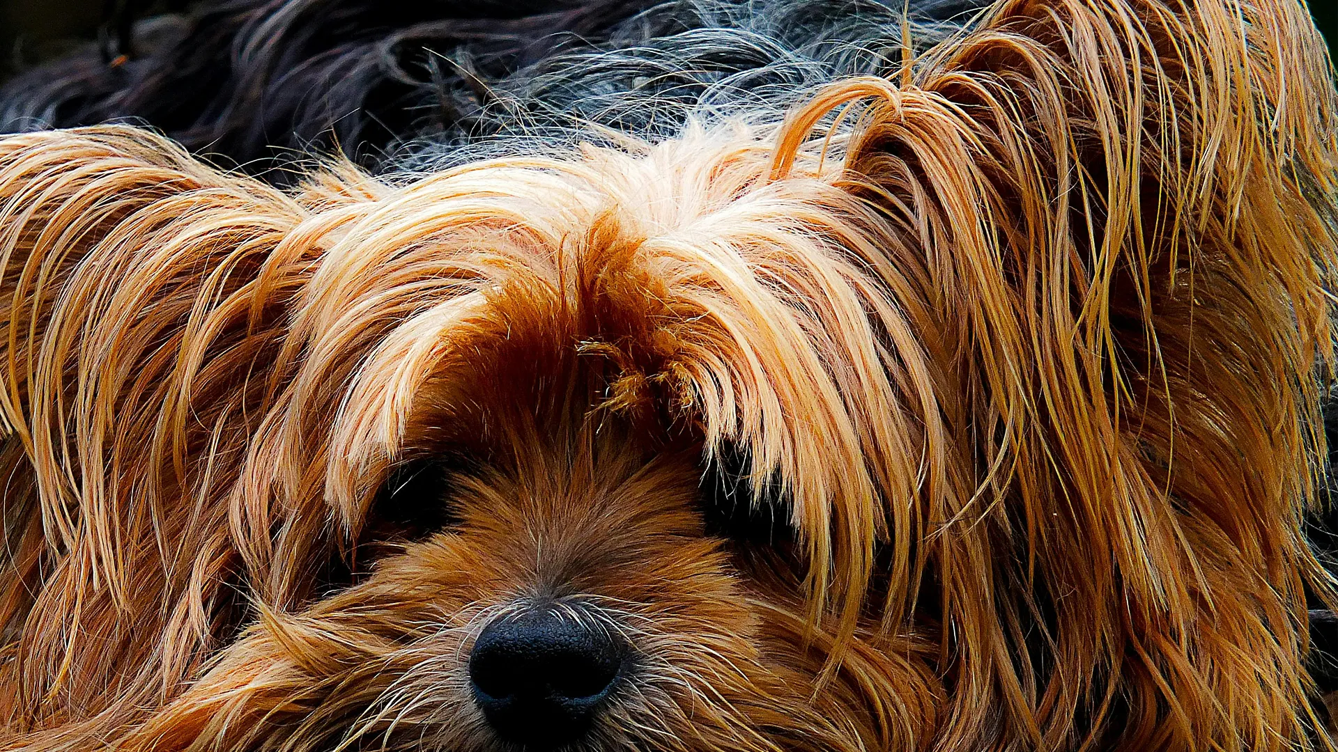 Yorkshire Terrier liegt entspannt, Kopf abgelegt, schaut ruhig in die Kamera
