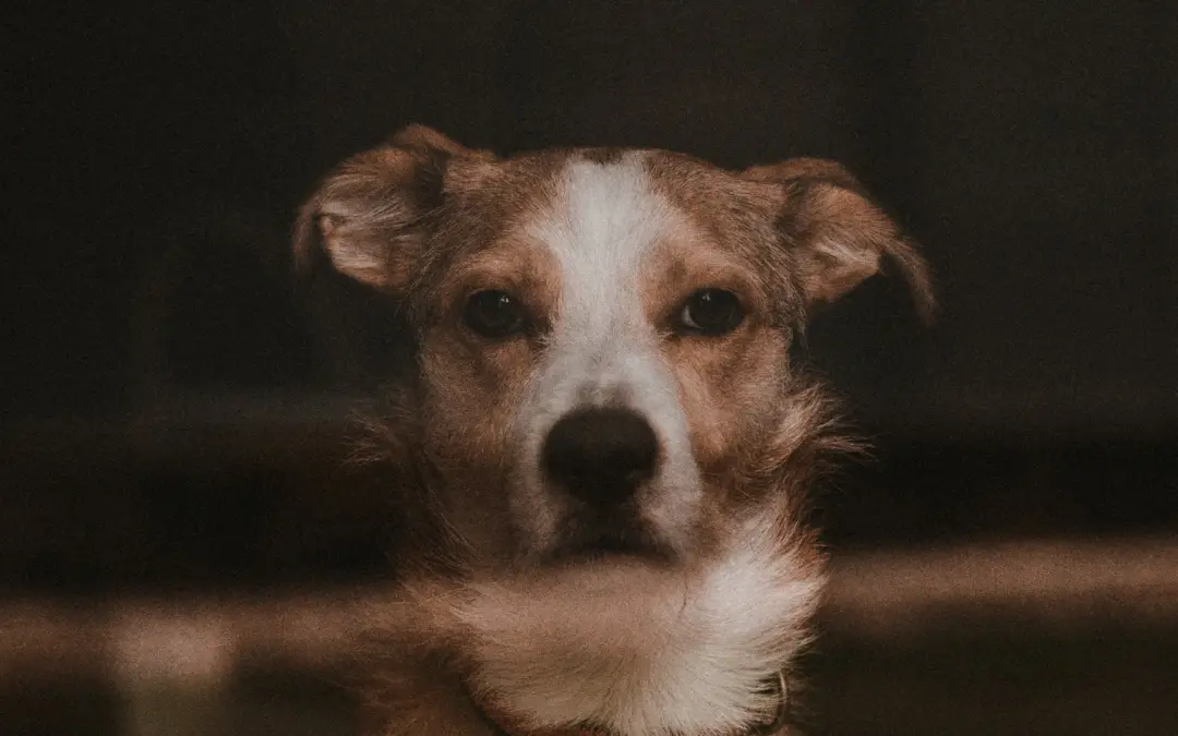 Alleinbleiben trainieren mit deinem Hund