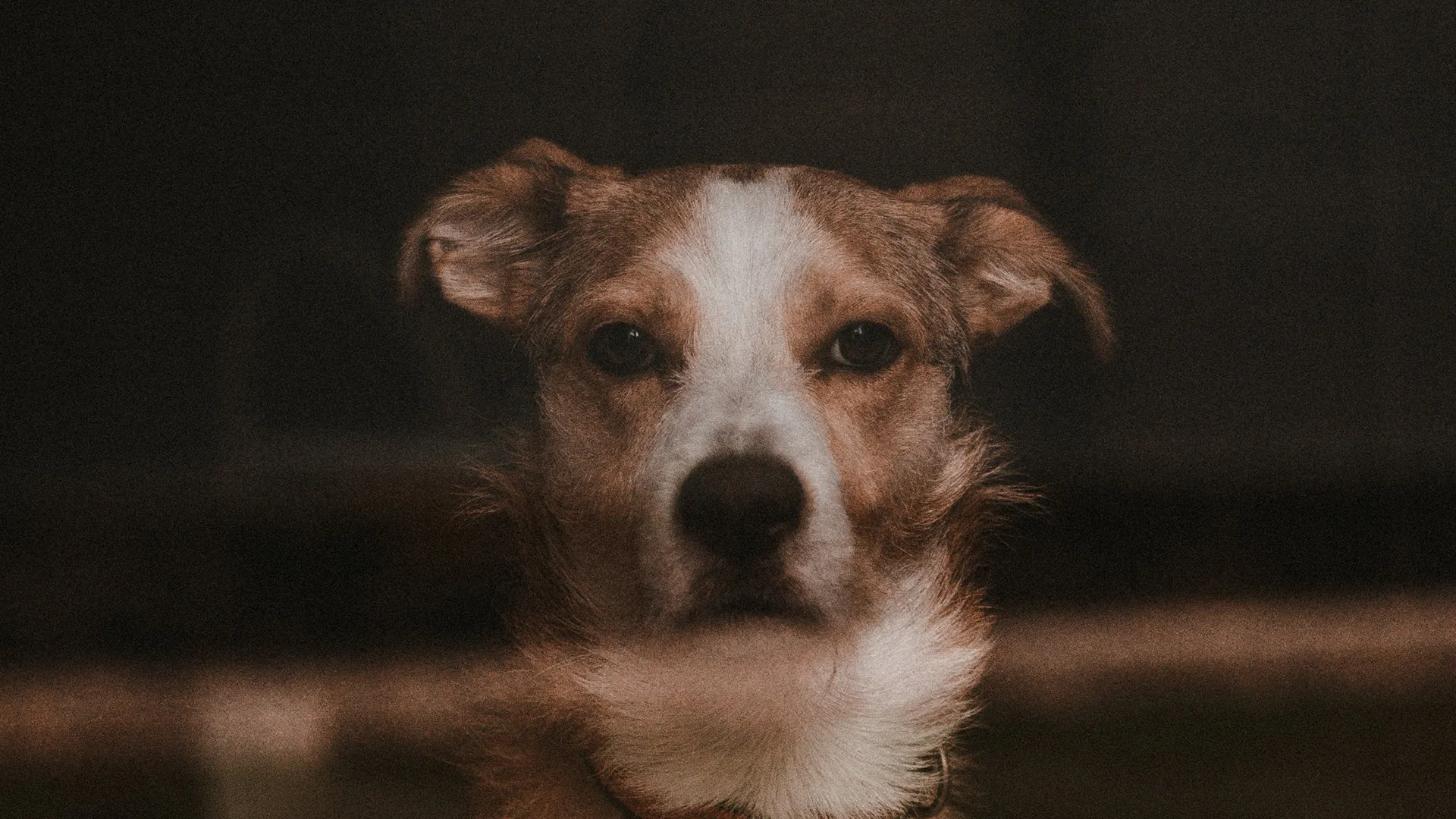 Emotionen beim Hund im Trennungsstress. Hund wartet alleine und zeigt emotionale Belastung
