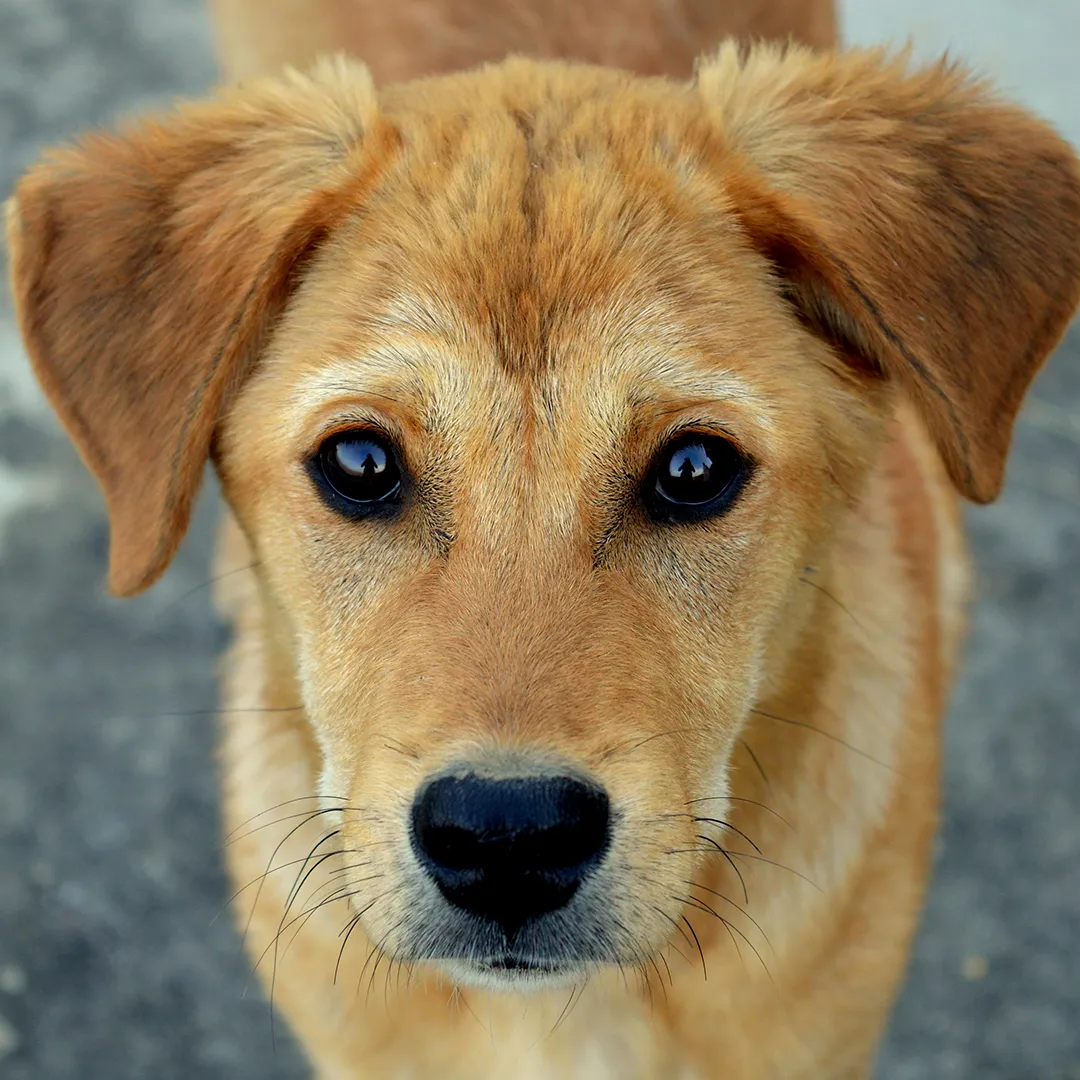 Brauner Welpe schaut direkt in die Kamera im Kontext von Hundetraining online und vor Ort