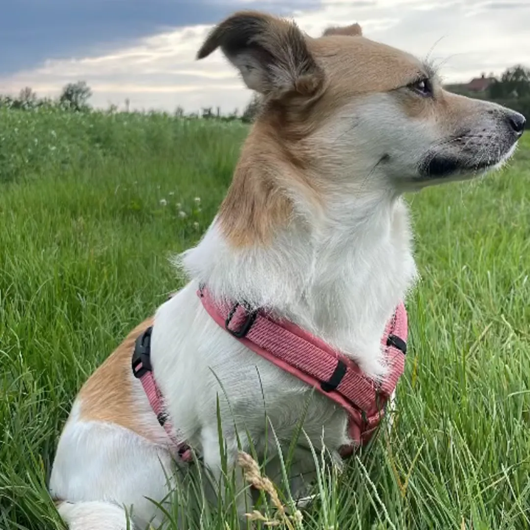 Smilla sitzt im Gras und schaut etwas skeptisch