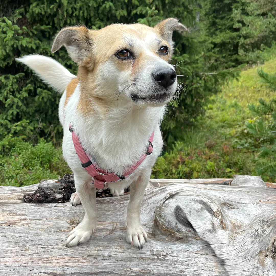 Smilla steht auf einem Baumstamm und schaut in die Kamera im Kontext von Schnüffelverhalten und Entscheidungsfreiheit