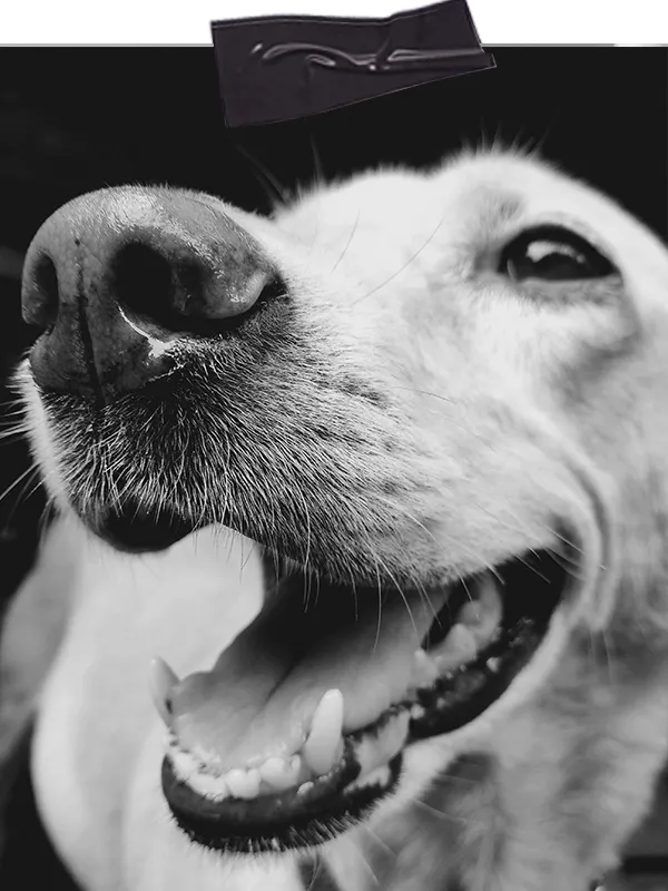 Retriever schaut mit offenem Mund ruhig in die Kamera beim Einzeltraining Hund vor Ort