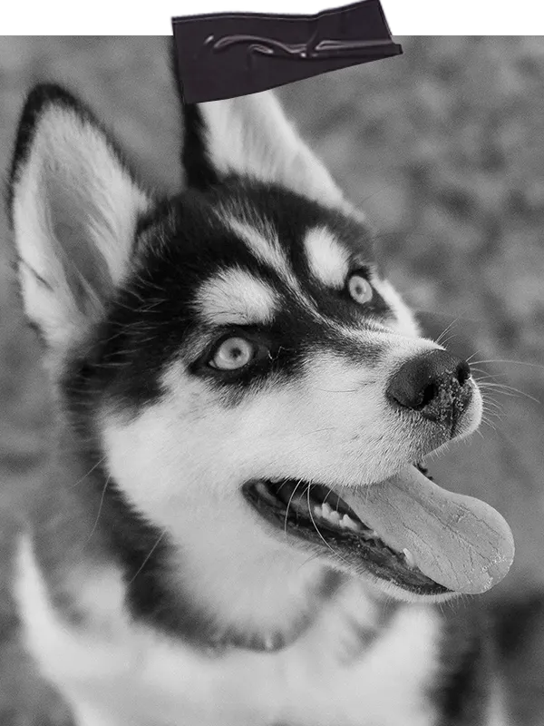 Husky schaut mit offenem Mund in die Kamera beim Einzeltraining Hund online