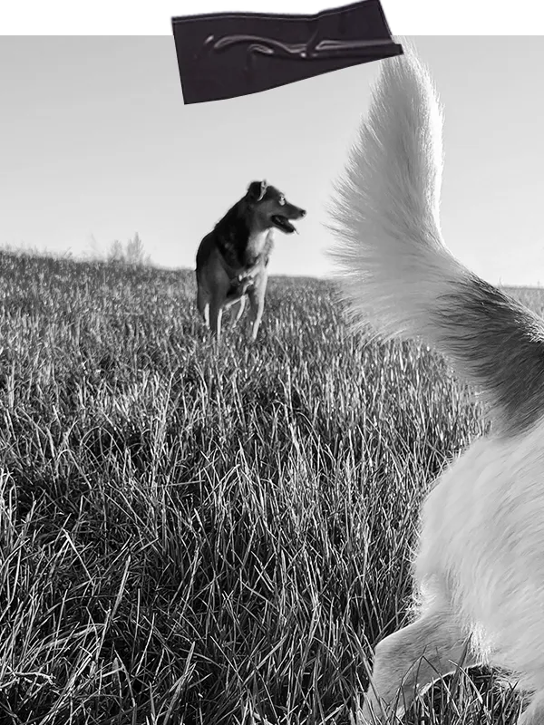 Zwei Hunde laufen mit Abstand gemeinsam über ein Feld beim Social Walk Training