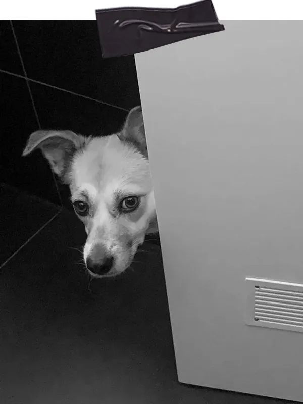 Tierschutzhund schaut neugierig in einen Raum im Kontext des Onboarding Trainings für Tierschutzhunde in Kornwestheim