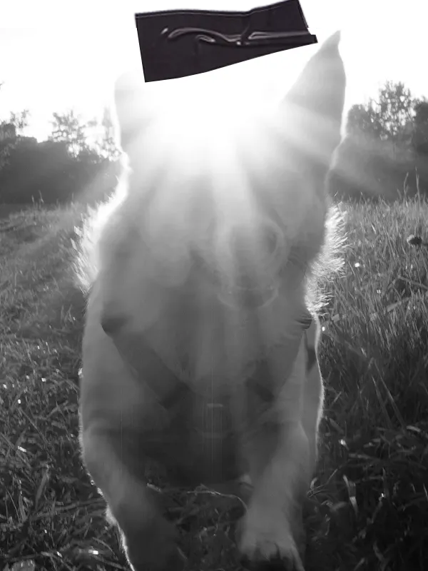 Hund läuft auf die Kamera zu im Rahmen des Intensivprogramms Verhaltensberatung