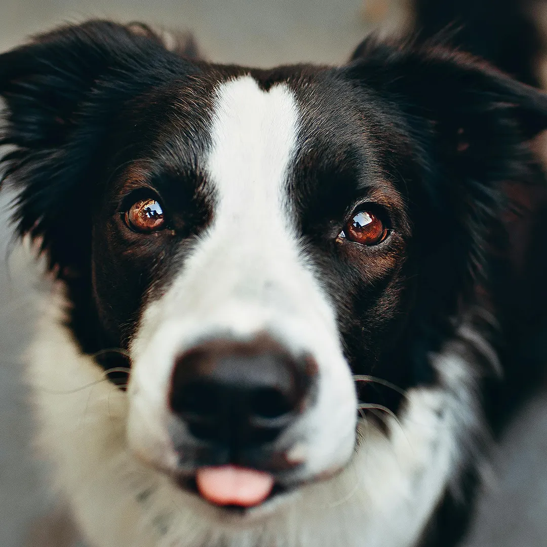 Border Collie blickt aufmerksam in die Kamera mit herausgestreckter Zunge im individuellen 1 zu 1 Hundetraining