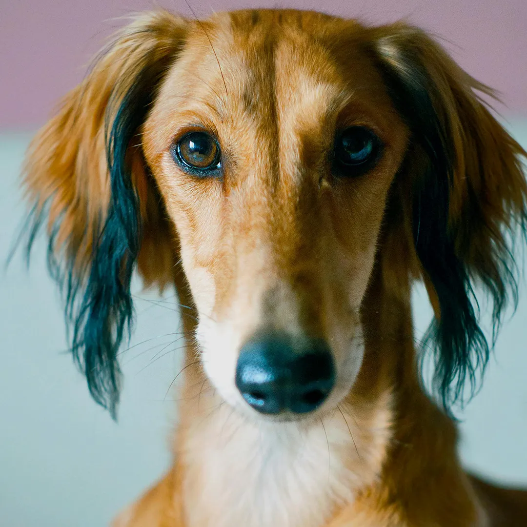 Saluki schaut gerade in die Kamera im Kontext einer klaren und alltagsnahen Trainingsarbeit