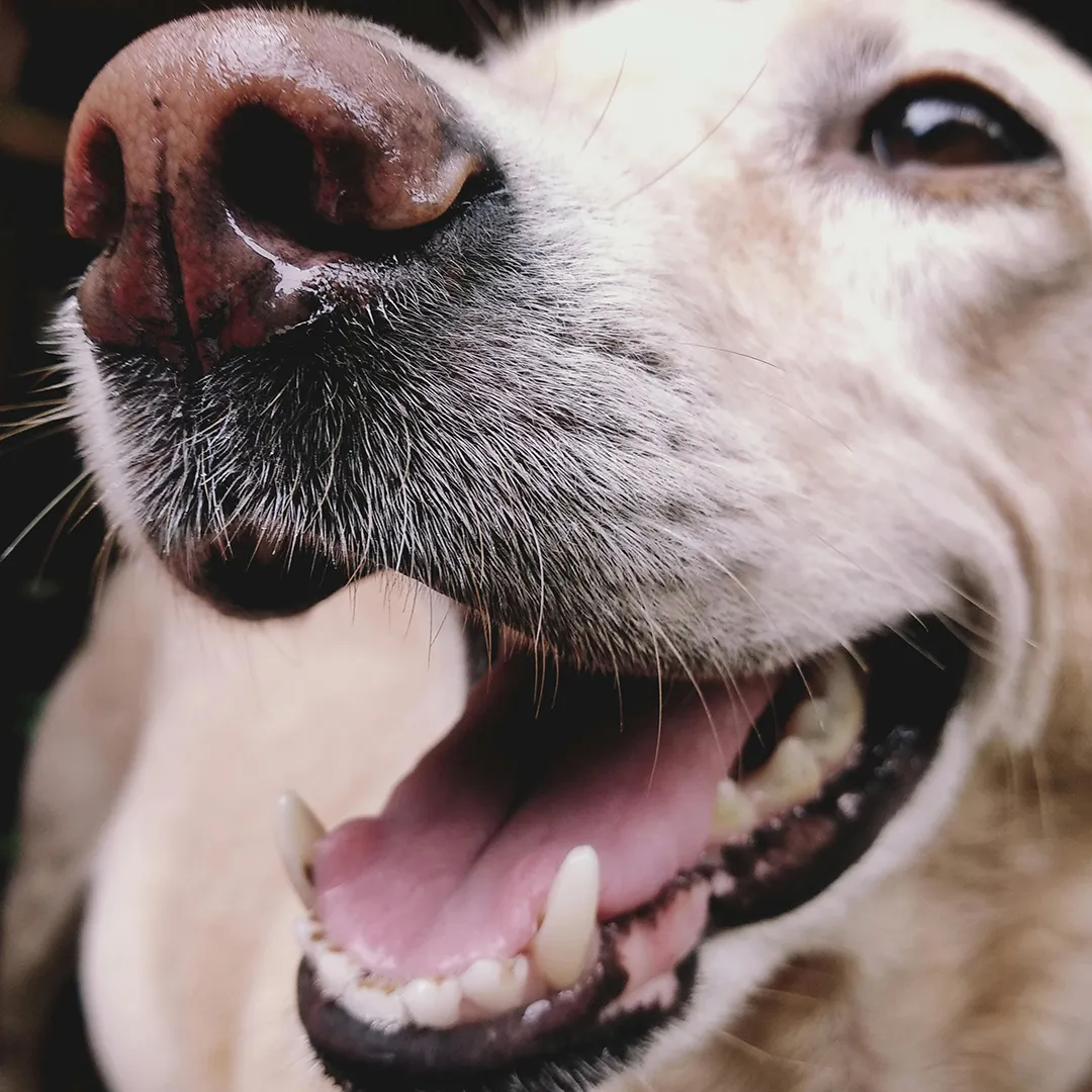 Hund schaut mit offenem Mund ruhig in die Kamera beim kostenfreien Erstgespräch Hundetraining