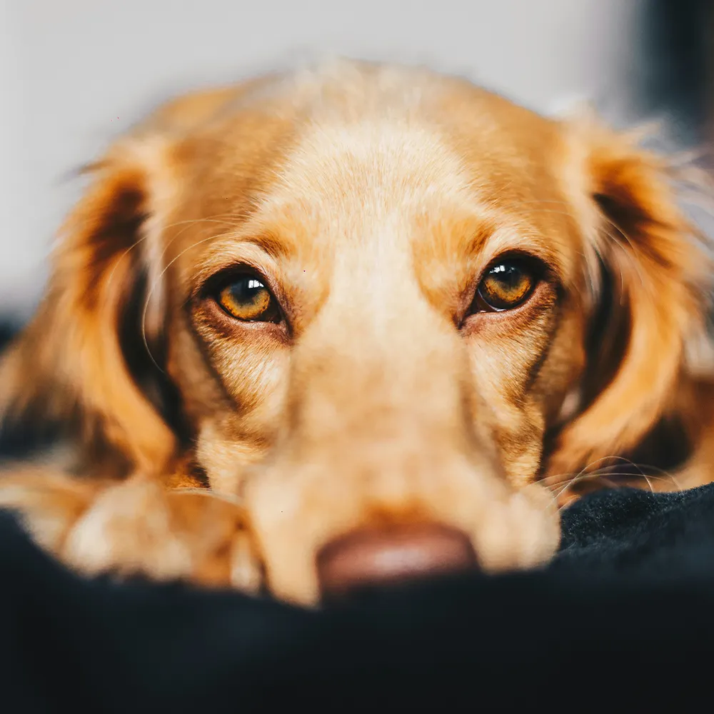 Golden Retriever schaut mit offenen Augen in die Kamera im Gruppenkurs Trennungsangst