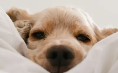 Symptome von Trennungsstress beim Hund erkennen