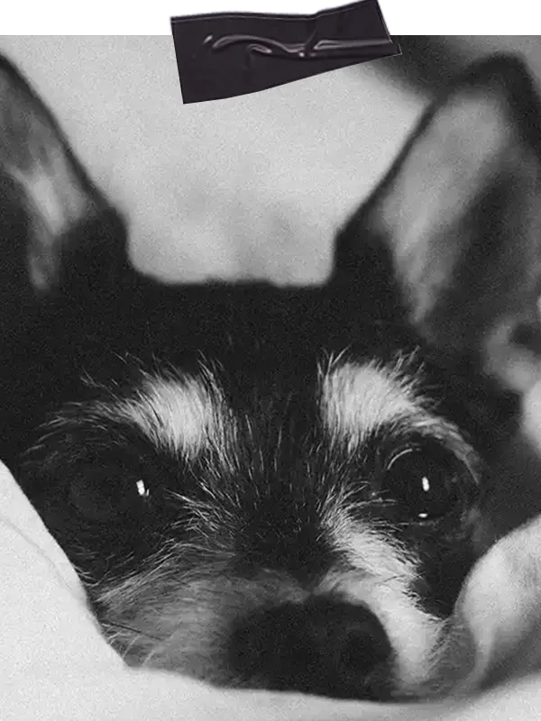 Hund schaut direkt in die Kamera während er entspannt alleine bleibt und nach dem Trennungsstress Training