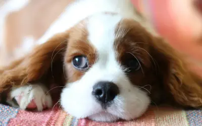 Was ist Trennungsstress beim Hund