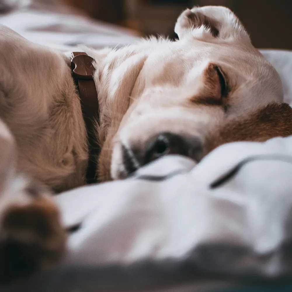 Hund liegt seitlich schlafend im Zusammenhang mit Training gegen Trennungsstress