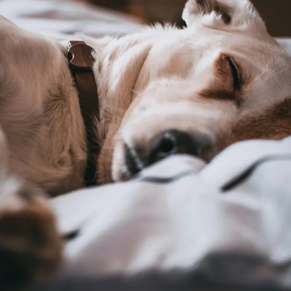 Hund liegt seitlich schlafend im Zusammenhang mit Trennungsstress Training