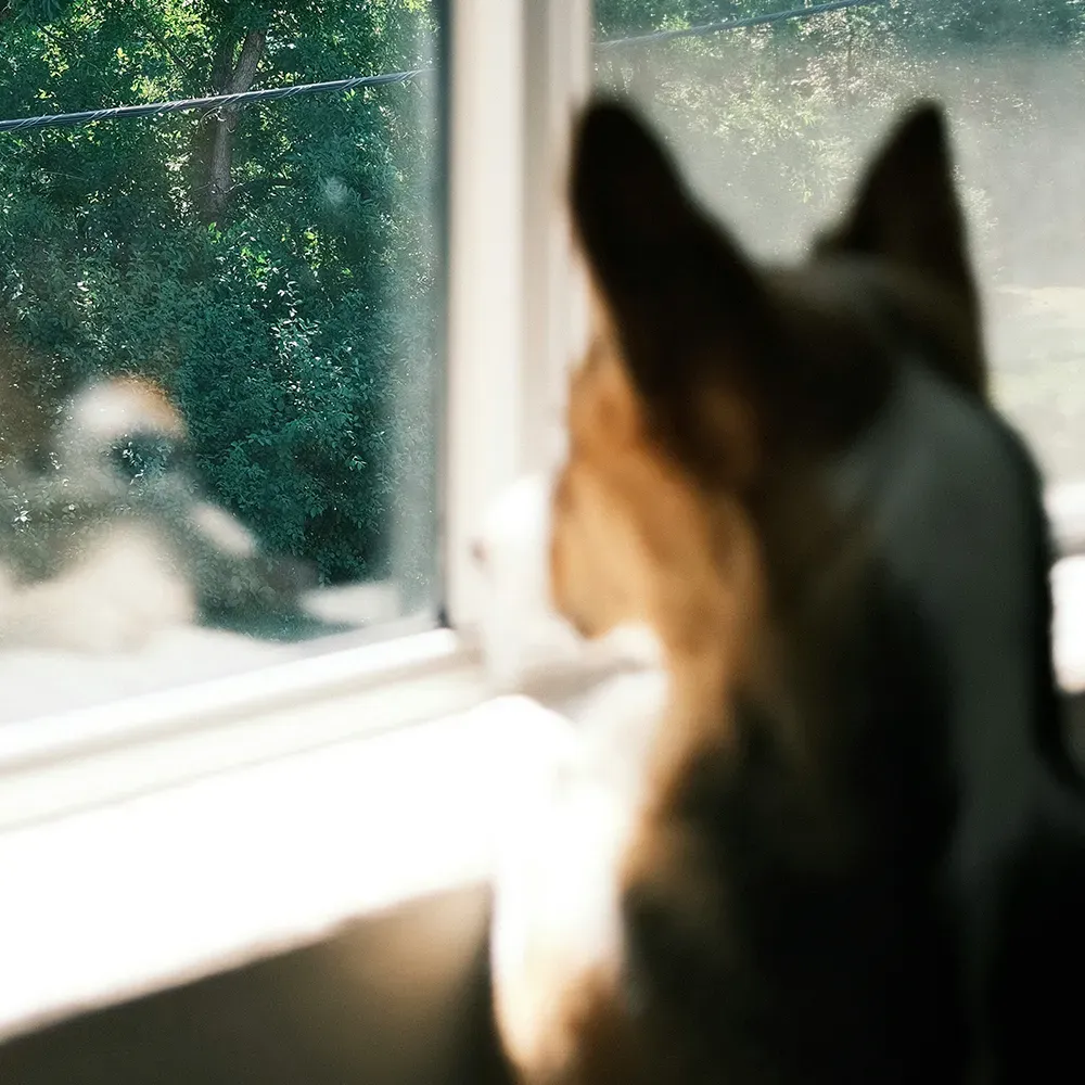 Hund steht von hinten vor einer Glasscheibe beim Training zum entspannten Alleinebleiben