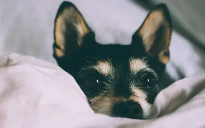 Fehler beim Alleine bleiben üben und warum Training manchmal nicht klappt