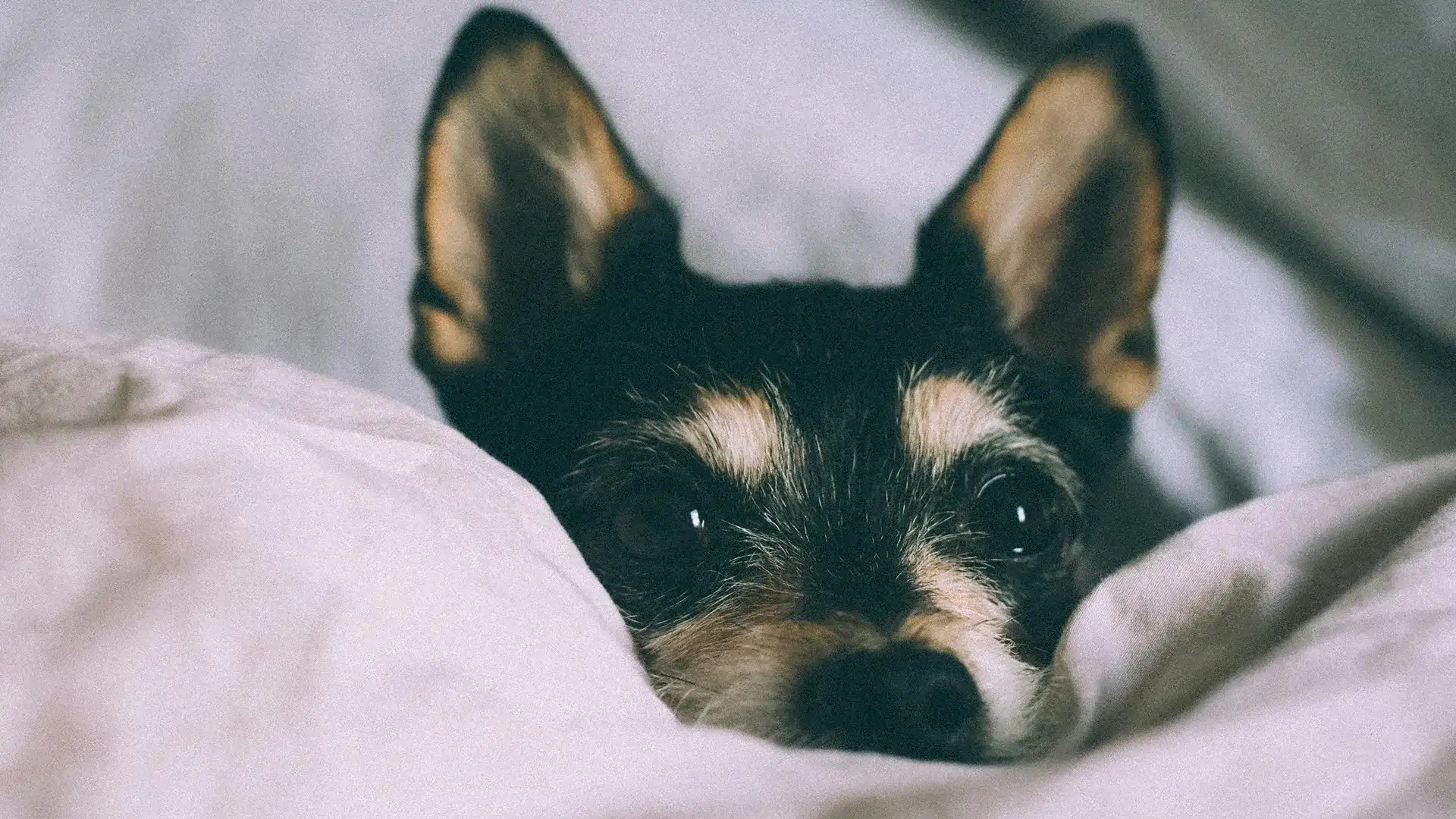 Hund schaut aufmerksam in die Kamera – entspannt und selbstsicher nach dem Ciao Trennungsstress Training