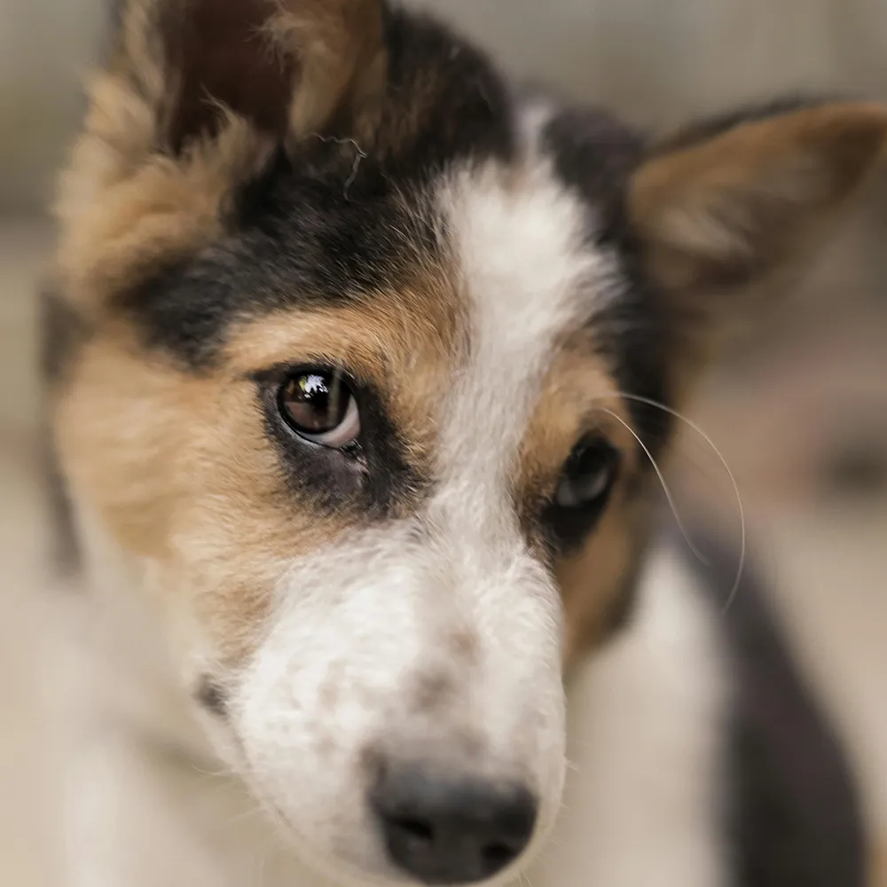 Hund schaut süß in die Kamera – entspannt und sicher nach dem Trennungsstress-Training