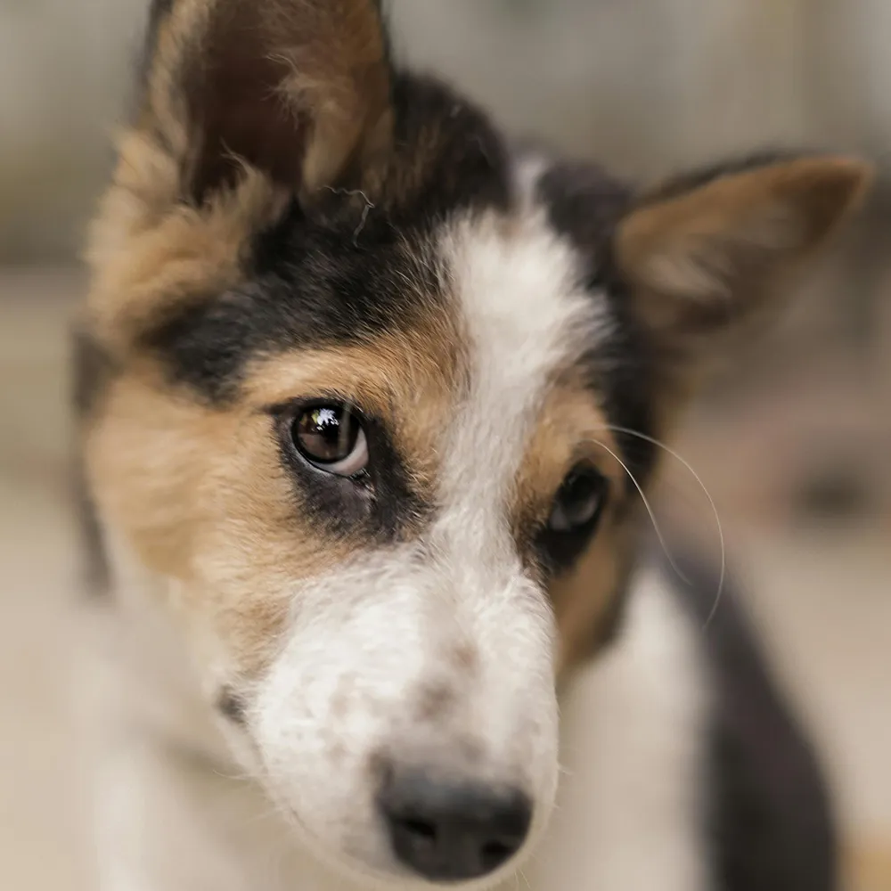 Hund schaut süß in die Kamera – entspannt und sicher nach dem Trennungsstress-Training