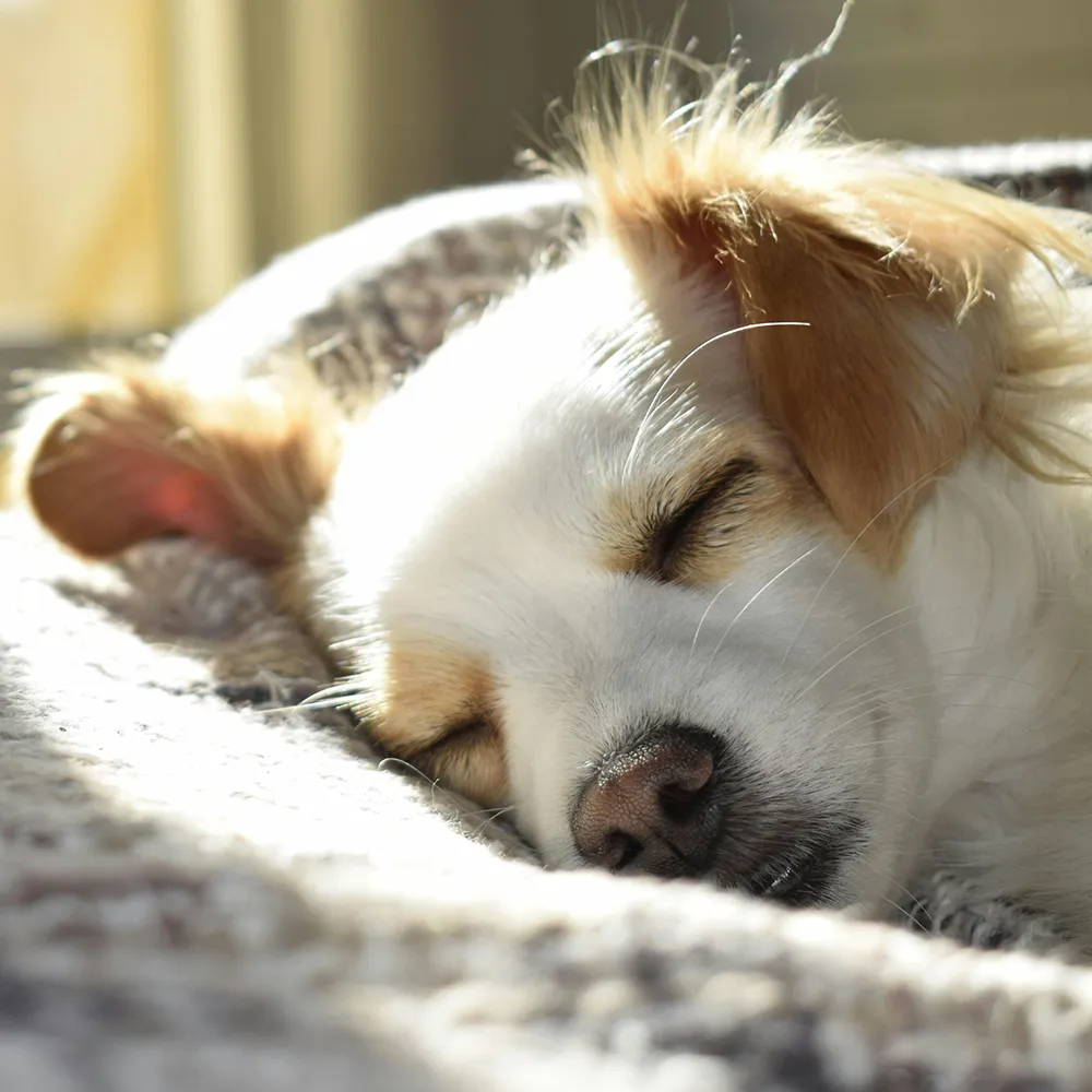Hund liegt entspannt nach Training gegen Trennungsstress beim Alleine bleiben