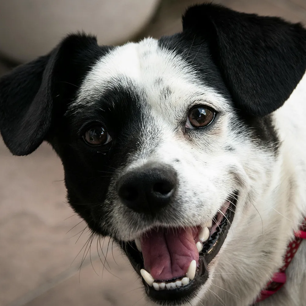 Schwarz weißer Tierschutzhund schaut mit geöffnetem Mund neugierig in die Kamera im Kontext bedürfnisorientierten Trainings