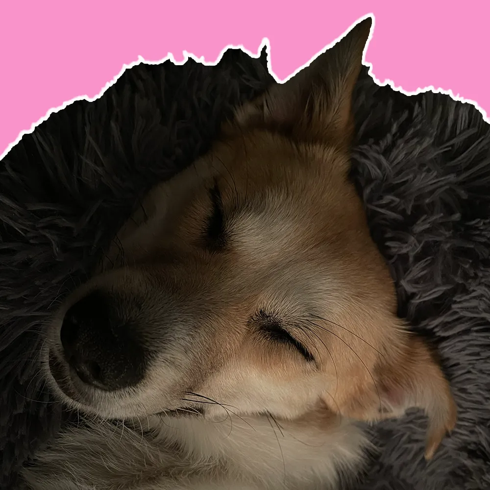 Smilla liegt friedlich im Hundebett – Ruhe und Sicherheit durch das Trennungsstress-Training