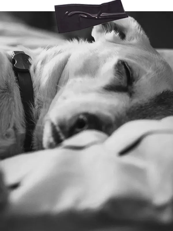 Hund liegt ruhig in seinem Bett – Symbol für Sicherheit und Entspannung durch das Ciao Trennungsstress 1:1 Training