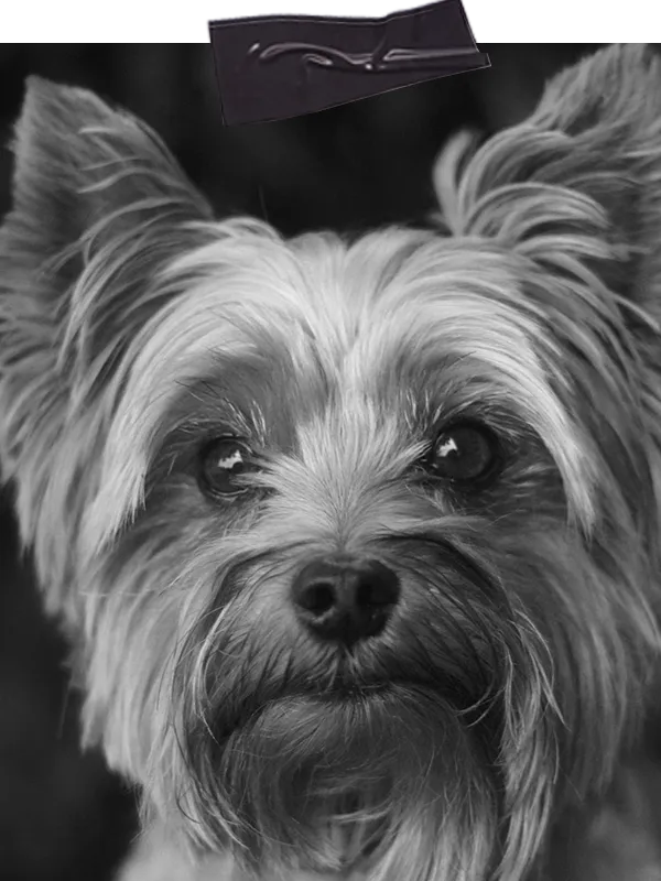 Husky beim Einzeltraining vor Ort