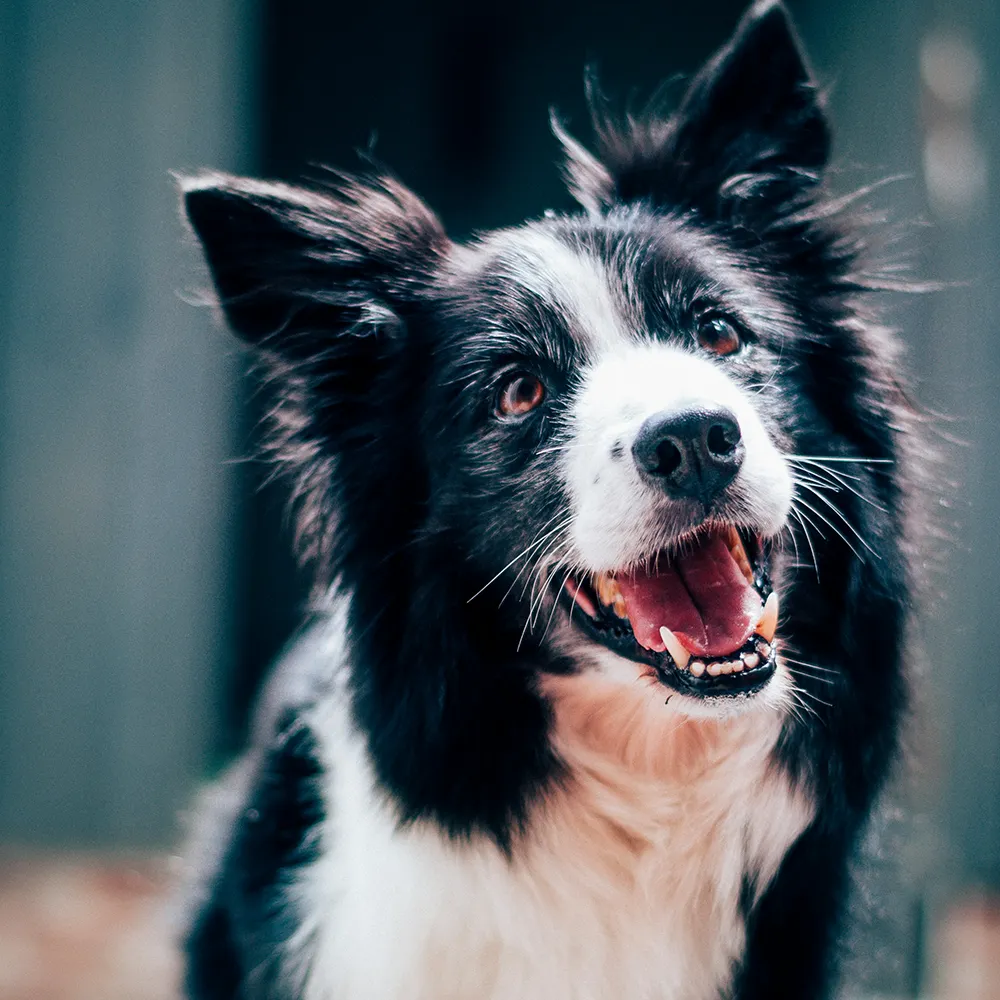 Border Collie schaut aufmerksam in die Kamera im Kontext von mobilem Hundetraining in Ludwigsburg