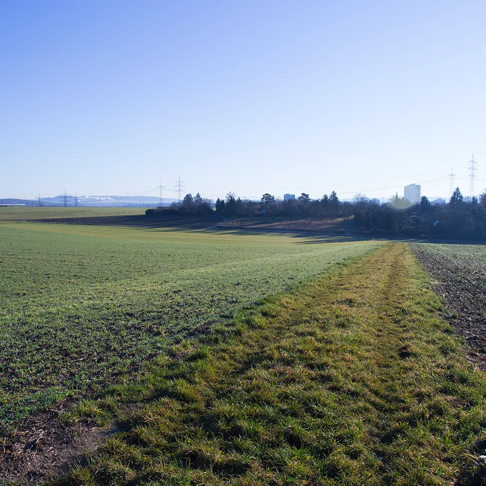 Hundetraining am Hornberg Durchlass in Kornwestheim