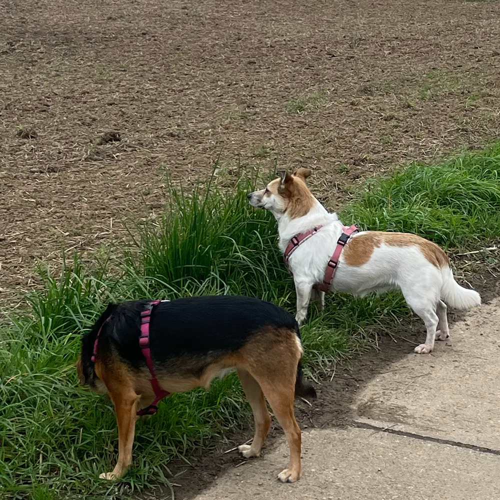 Hundetraining auf den Feldern in Kornwestheim
