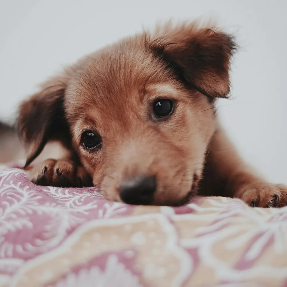 Brauner Welpe liegt und schaut in die Kamera im Zusammenhang mit der Auswahl des passenden Hundetrainings