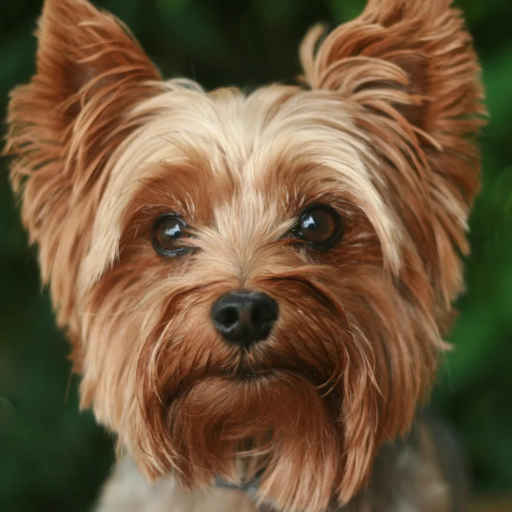 Yorkshire Terrier schaut direkt in die Kamera im Kontext eines kostenfreien Erstgesprächs zum Hundetraining in Stuttgart